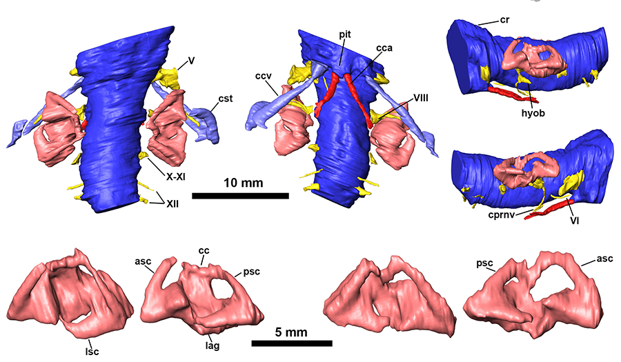 Imatges obtingudes mitjançant tomografia axial computeritzada (TAC). Diferents vistes de la part interna del crani (blau), nervis cranials (groc), sistema arterial (vermell) i sistema del laberint de l’orella (rosa) de la nova espècie. (Adán Pérez-Garcia / UNED)